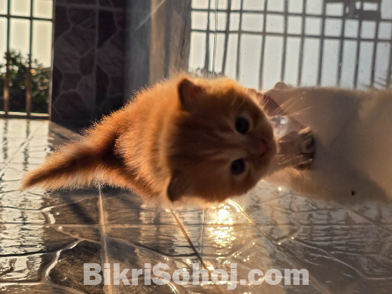 Traditional persian exotic bloodline (female)